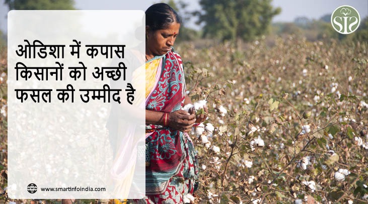 ओडिशा में कपास किसानों को अच्छी फसल की उम्मीद है