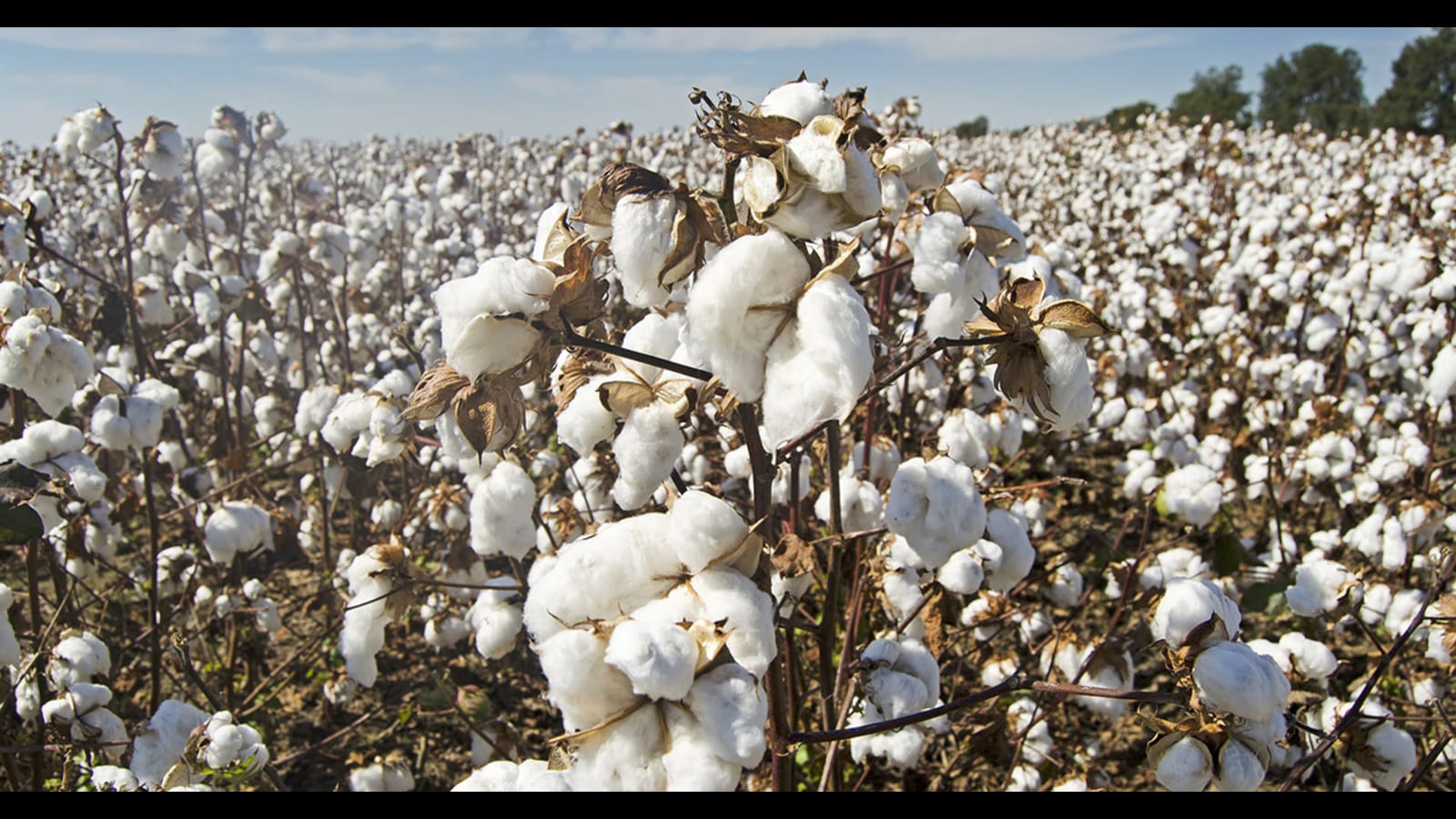 *Cotton scales over one-month high on weaker dollar*