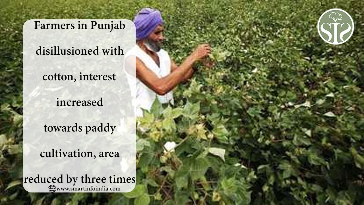 Farmers in Punjab disillusioned with cotton, interest increased towards paddy cultivation, area reduced by three times