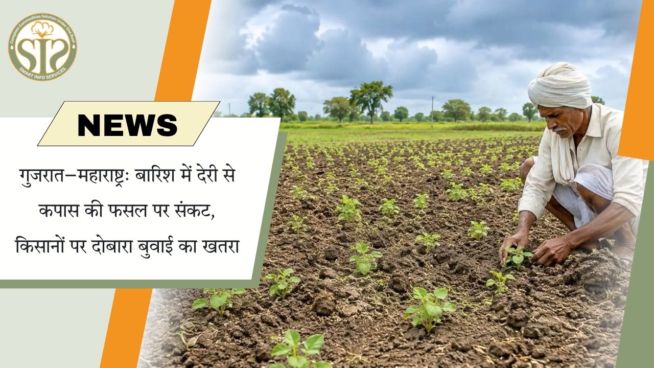 गुजरात–महाराष्ट्र में बारिश की देरी से कपास की फसल पर संकट, किसानों को दोबारा बुवाई का डर