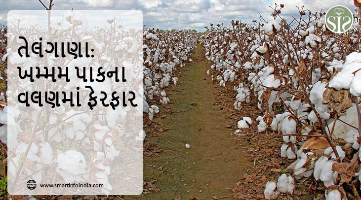 તેલંગાણા: ખમ્મમ પાકના વલણમાં ફેરફાર