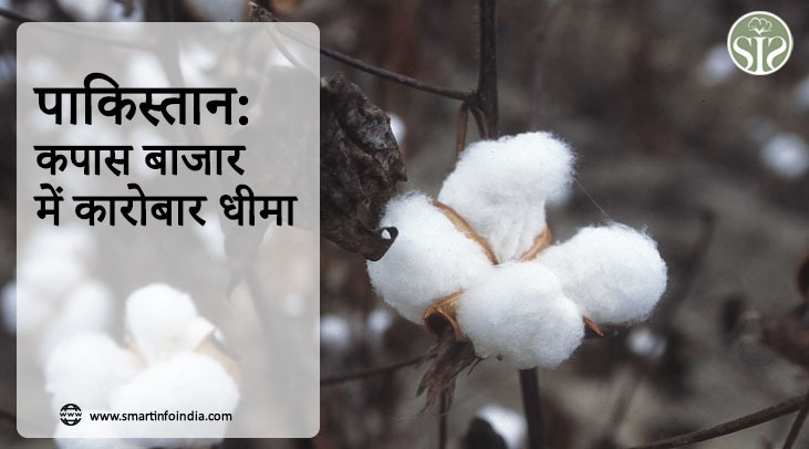 पाकिस्तान: कपास बाजार में कारोबार धीमा
