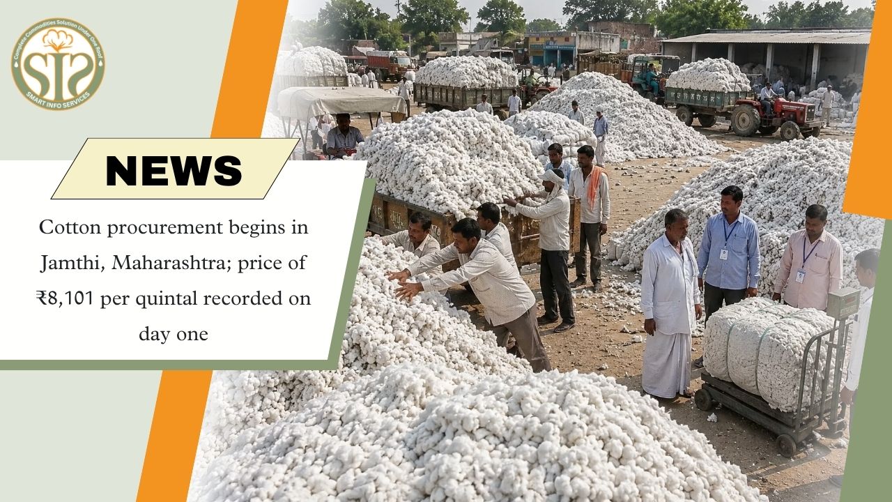 Cotton Procurement Begins in Jamthi Maharashtra, First-Day Price Reaches ₹8,101 per Quintal