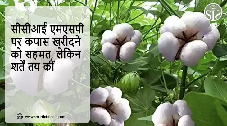 सीसीआई एमएसपी पर कपास खरीदने को सहमत, लेकिन शर्तें तय कीं