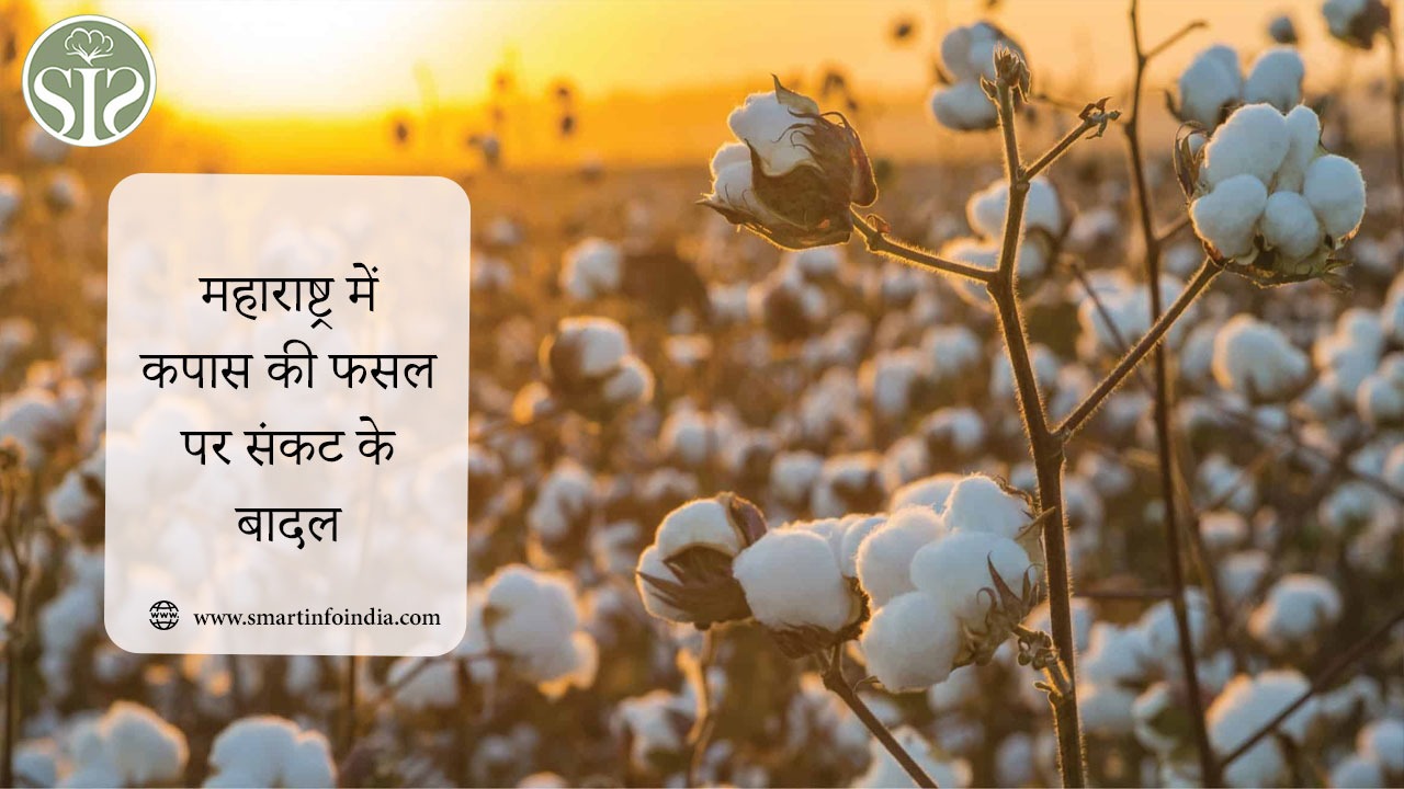 महाराष्ट्र में कपास की फसल पर संकट के बादल
