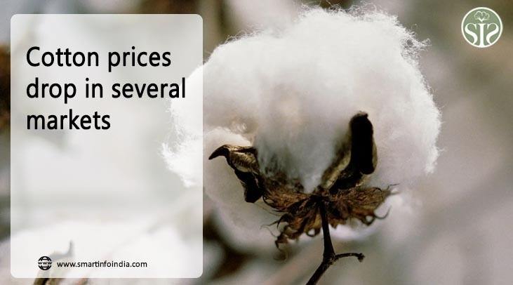 Cotton prices drop in several markets