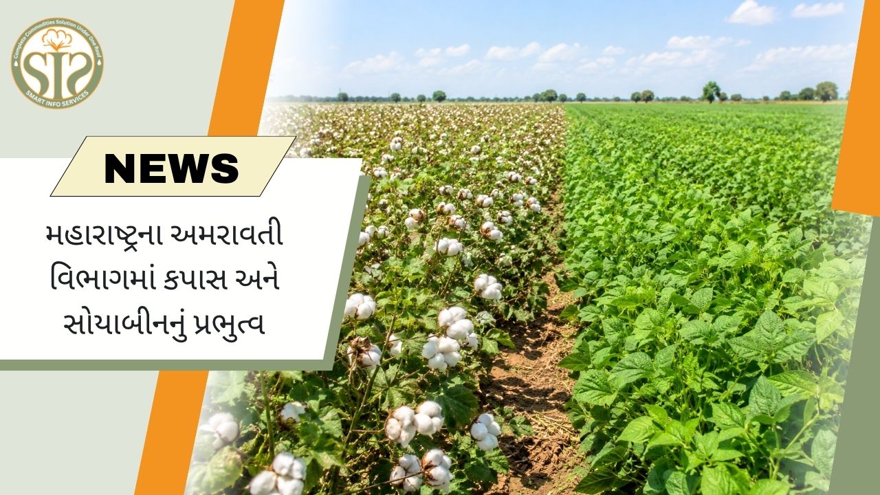 અમરાવતીમાં કપાસ, સોયાબીનનું વર્ચસ્વ