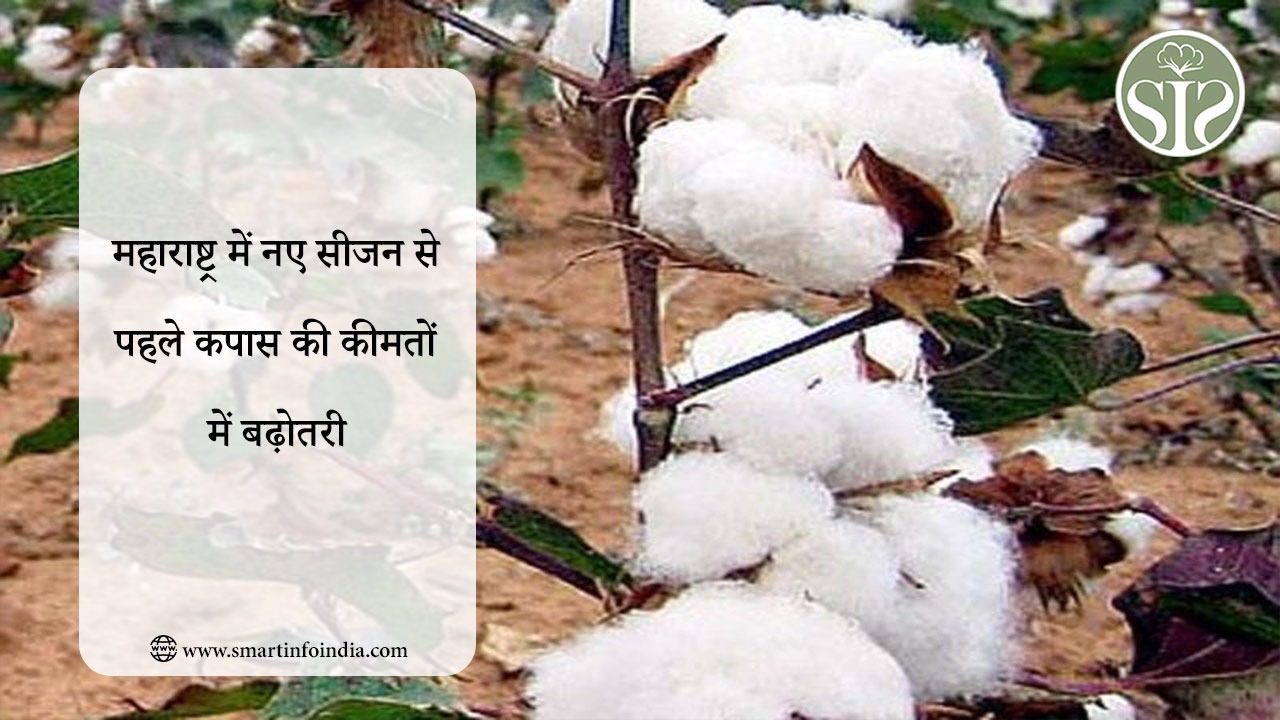 महाराष्ट्र में नए सीजन से पहले कपास की कीमतों में बढ़ोतरी
