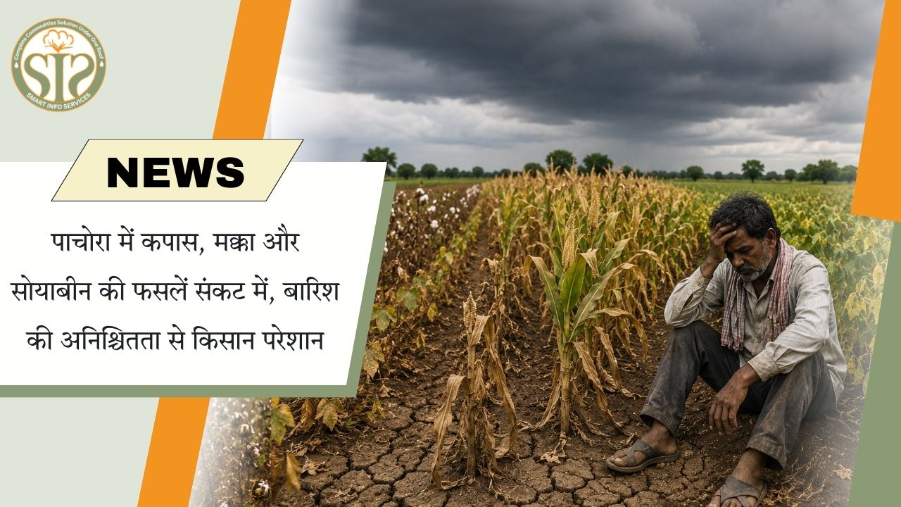 अनियमित बारिश से पाचोरा में कपास, मक्का और सोयाबीन की फसल संकट में, किसान चिंतित