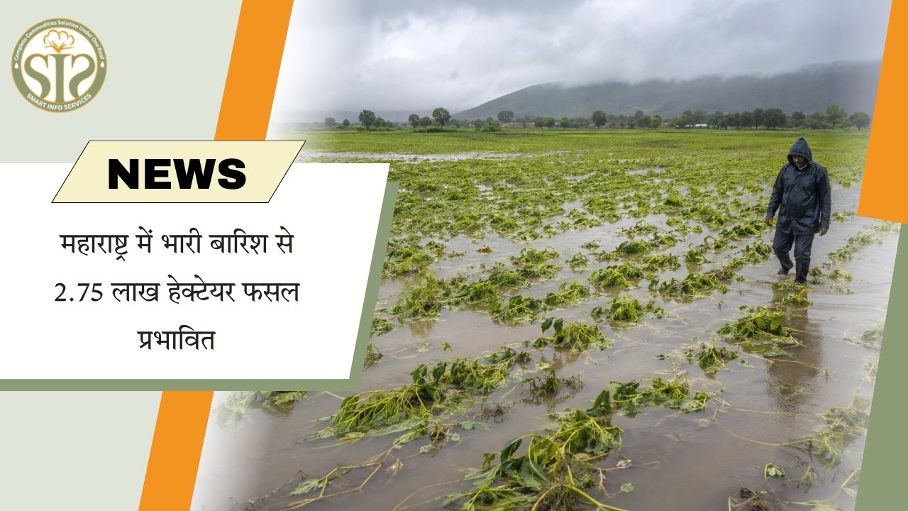 महाराष्ट्र में बारिश से 2.75 लाख हेक्टेयर फसल प्रभावित