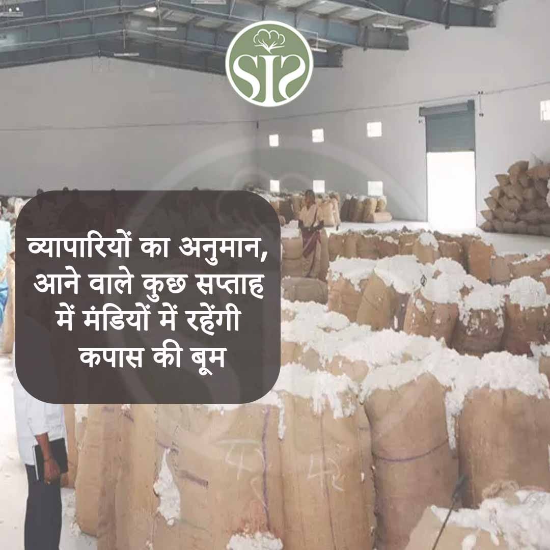Traders estimate, there will be cotton boom in the mandis in the coming few weeks