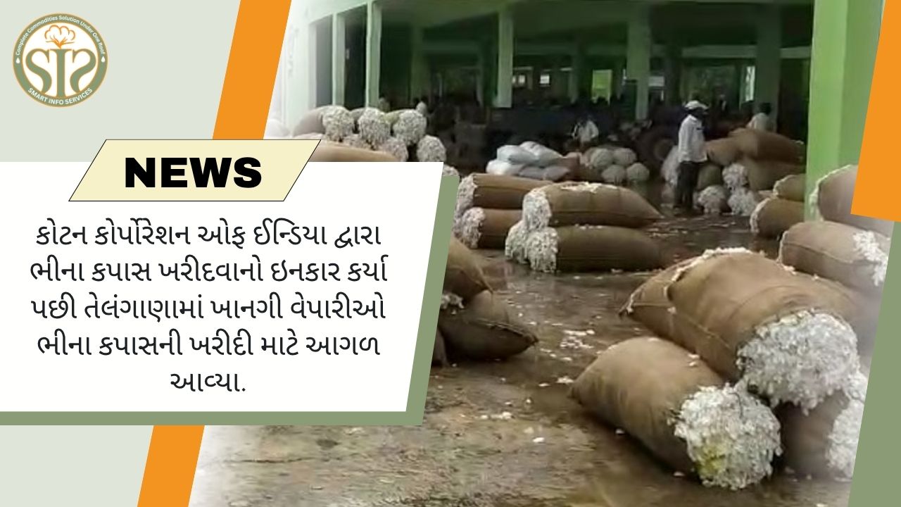 તેલંગાણામાં ખાનગી વેપારીઓ ભીનું કપાસ ખરીદે છે