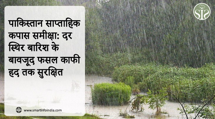 पाकिस्तान साप्ताहिक कपास समीक्षा: दर स्थिर बारिश के बावजूद फसल काफी हद तक सुरक्षित