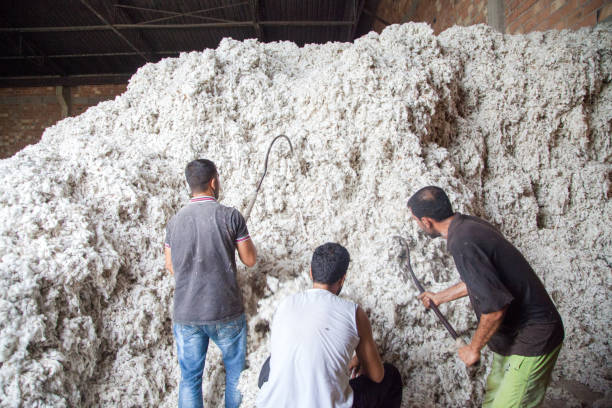 *Unable to run units to capacity for want of enough raw cotton, ginners face losses in Punjab*