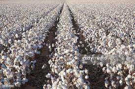 Govt sees 3 pc fall in wheat output at 106.41 million tonnes in 2021-22