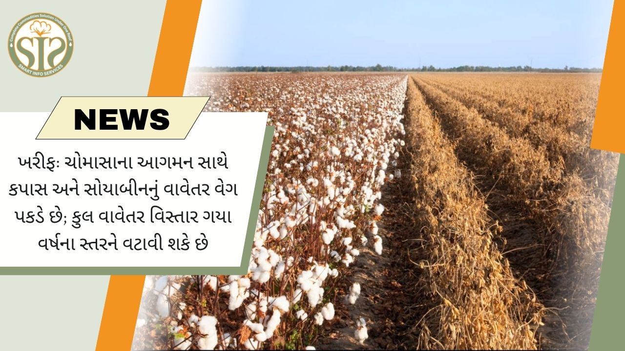 ચોમાસાથી કપાસ-સોયાબીન વાવેતર તેજ
