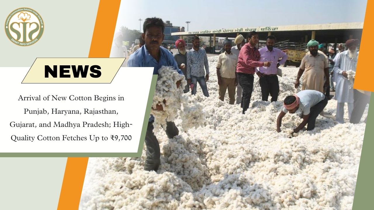 New Cotton Arrivals Begin, Prices Reach ₹9,700