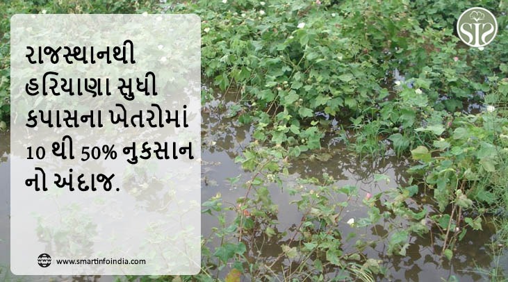રાજસ્થાનથી હરિયાણા સુધી કપાસના ખેતરોમાં 10 થી 50% નુકસાનનો અંદાજ.