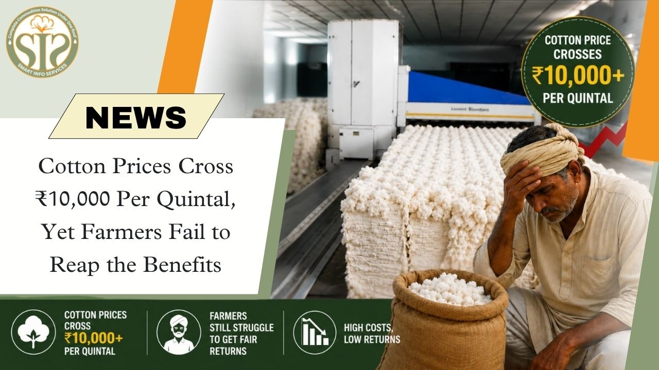 Cotton Prices Cross 10,000—Yet Farmers See No Benefit