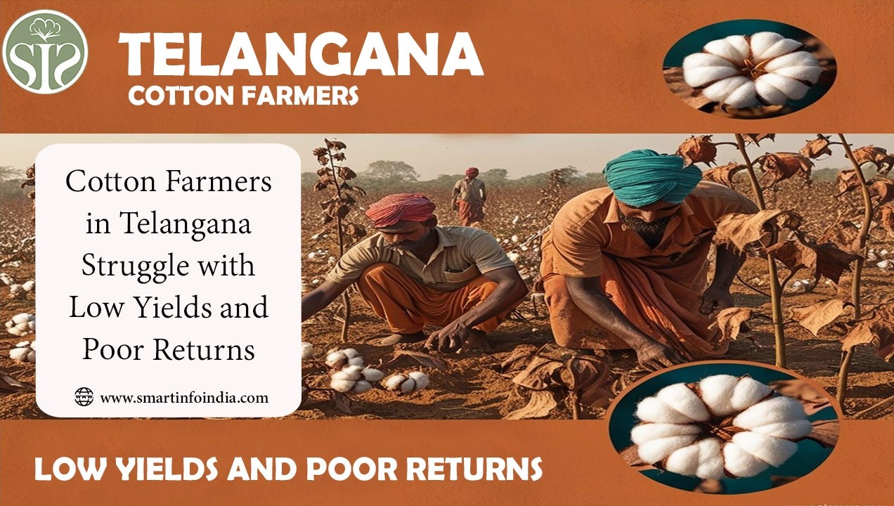 Cotton Farmers in Telangana Struggle with Low Yields and Poor Returns