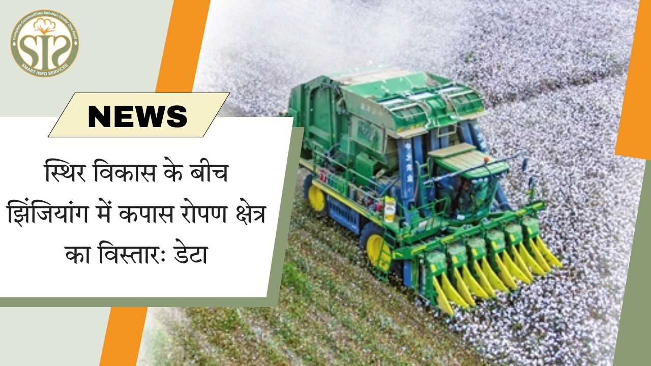 स्थिर विकास के बीच झिंजियांग में कपास रोपण क्षेत्र का विस्तार: डेटा