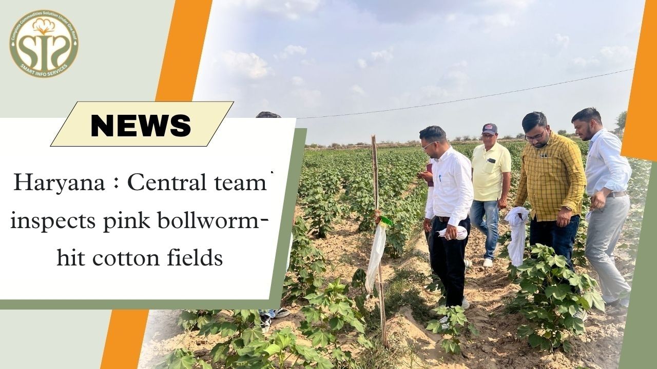 Centre Reviews Cotton Crop in Hisar as Pink Bollworm Threat Emerges