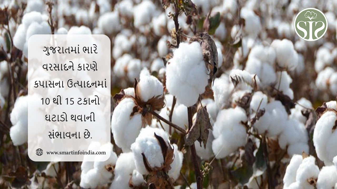 ગુજરાતમાં ભારે વરસાદને કારણે કપાસના ઉત્પાદનમાં 10 થી 15 ટકાનો ઘટાડો થવાની સંભાવના છે