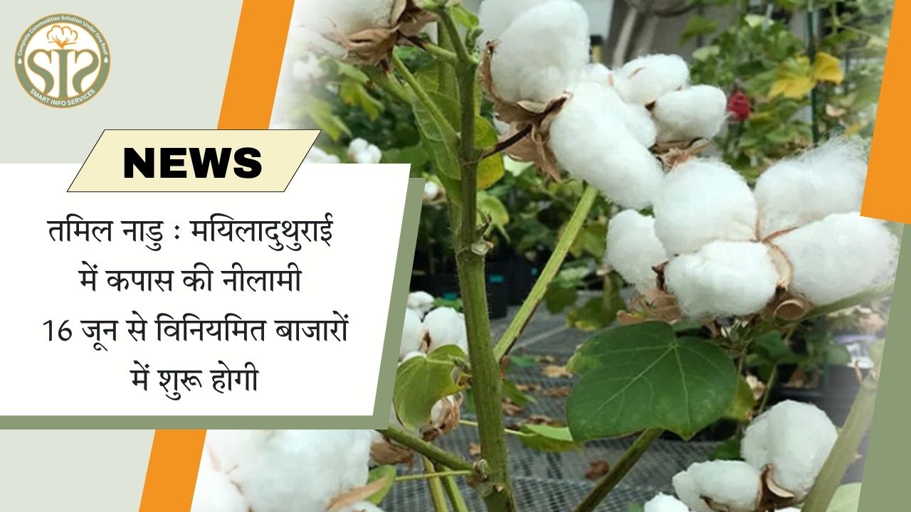 तमिल नाडु : मयिलादुथुराई में कपास की नीलामी 16 जून से विनियमित बाजारों में शुरू होगी