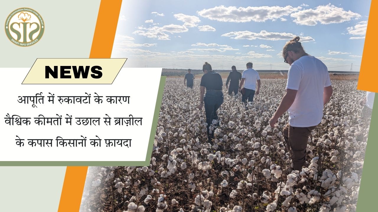 वैश्विक कीमतों में तेजी से ब्राजील के कपास किसानों को फायदा