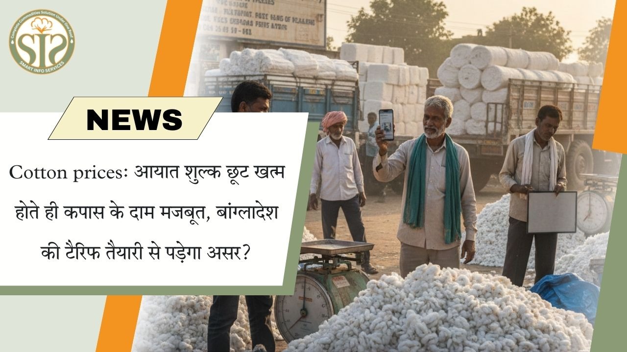 कपास के दाम मजबूत: आयात शुल्क छूट खत्म, बांग्लादेश टैरिफ का असर?