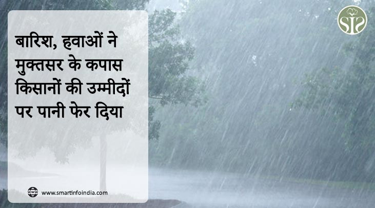 बारिश, हवाओं ने मुक्तसर के कपास किसानों की उम्मीदों पर पानी फेर दिया