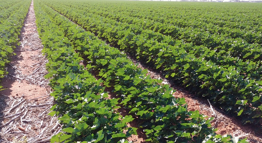 USDA Potential Planting: 11.3 million cotton acres in 2023
