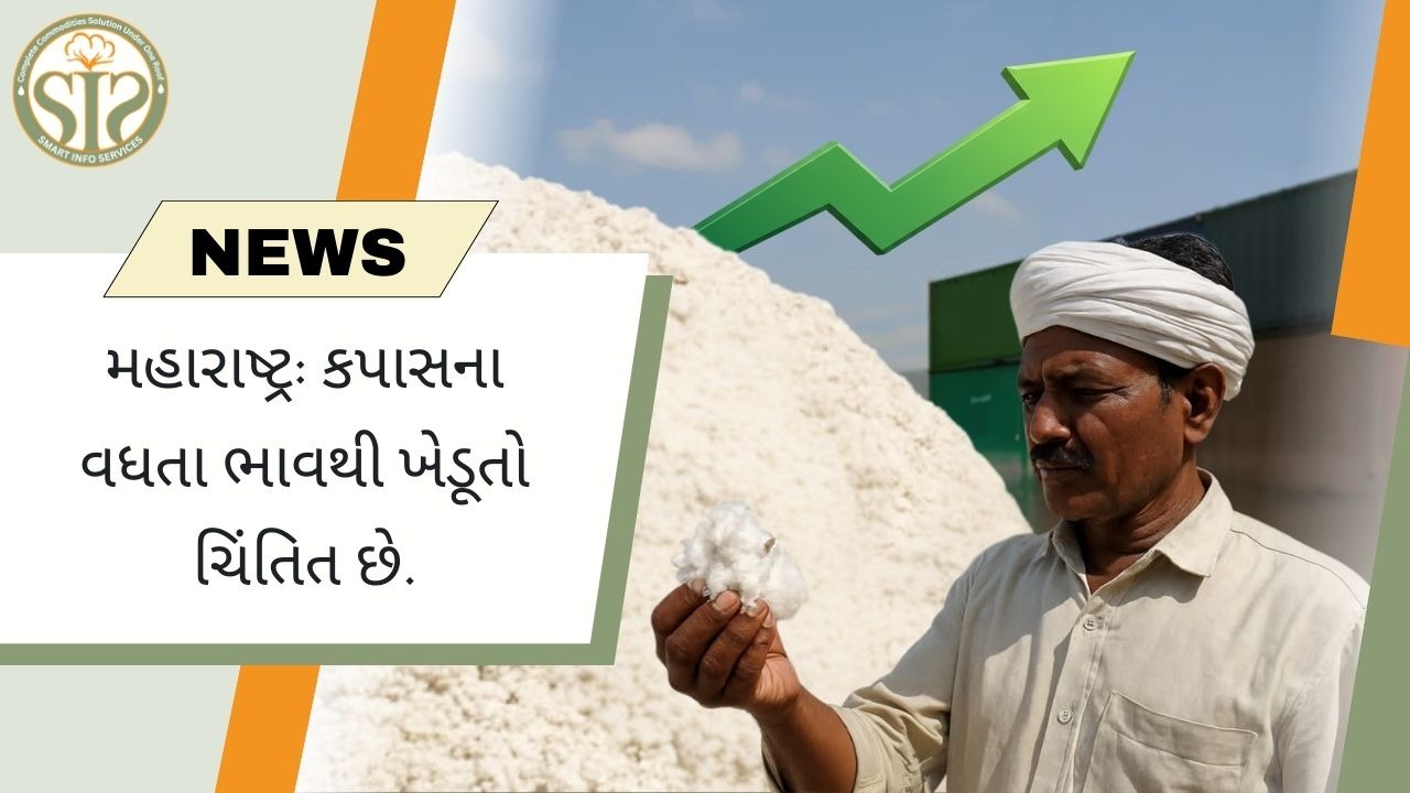 મહારાષ્ટ્ર: કપાસના વધતા ભાવ ખેડૂતો માટે કેન્દ્રસ્થાને છે