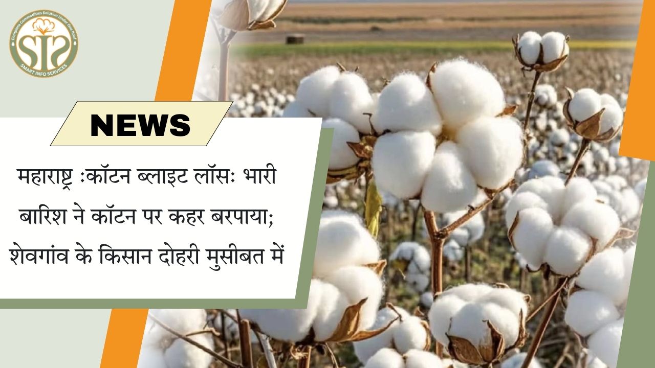 शेवगांव में बारिश से कपास को भारी नुकसान