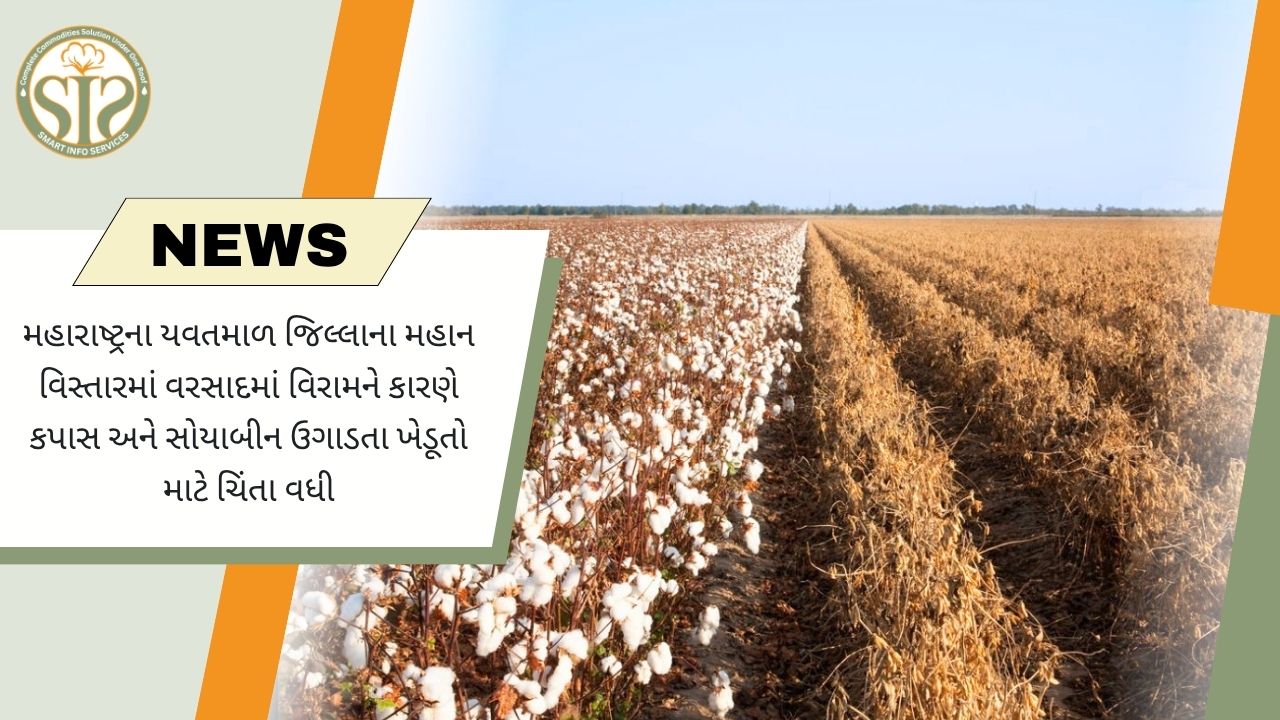 યવતમાલમાં વરસાદના વિરામથી કપાસ અને સોયાબીન ખેડૂતોની ચિંતા વધી