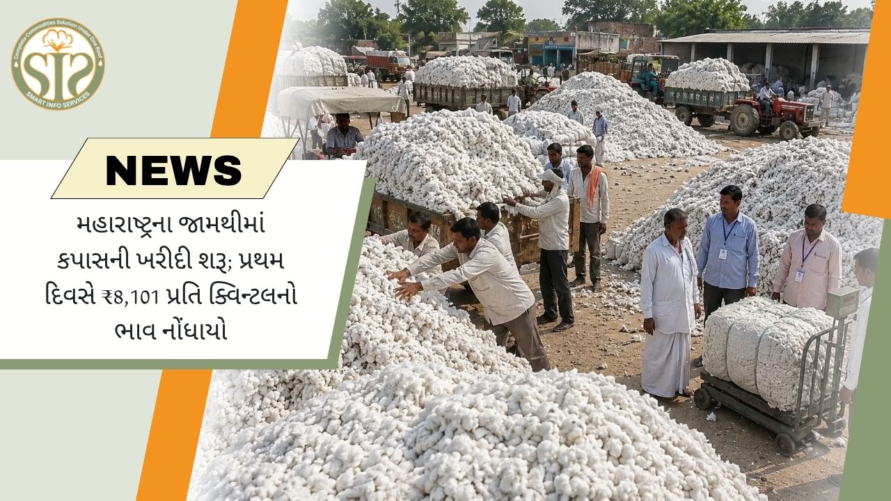 મહારાષ્ટ્રના જામઠીમાં કપાસની ખરીદી શરૂ, પ્રથમ દિવસે ₹8,101 પ્રતિ ક્વિન્ટલ ભાવ