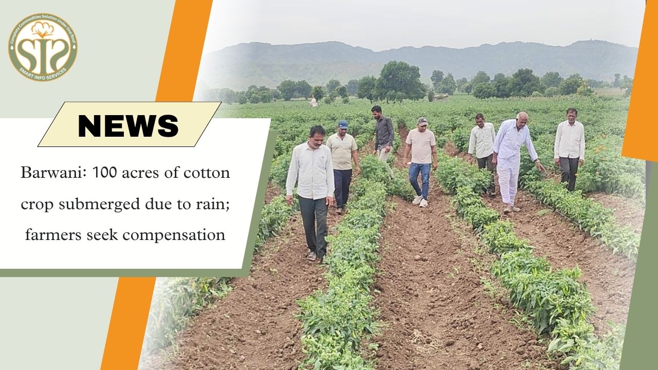 Barwani Cotton Crop Submerged After Rain