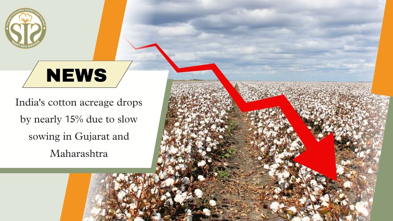 India's Cotton Acreage Falls Nearly 15% as Sowing Slows in Gujarat, Maharashtra