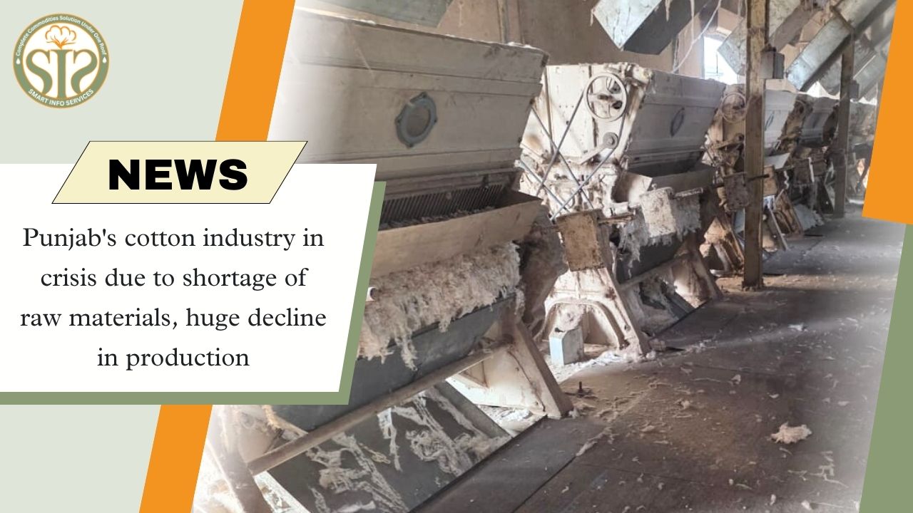 Crisis in Punjab's Cotton Industry: Decline in Production