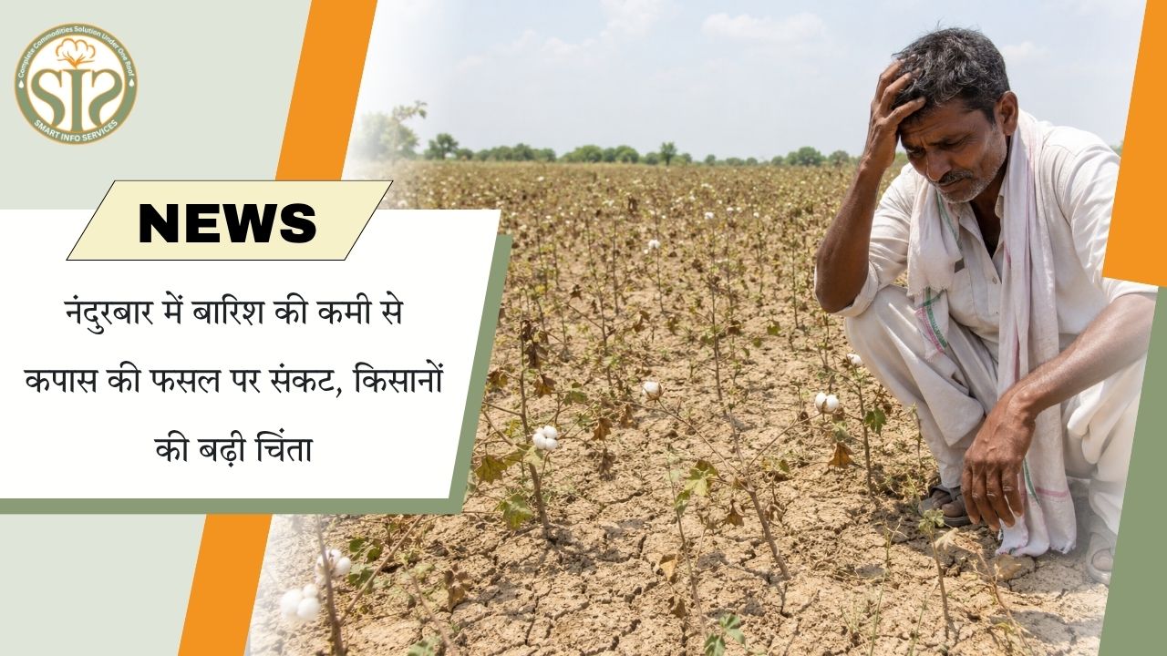 नंदुरबार में कपास पर बारिश का संकट