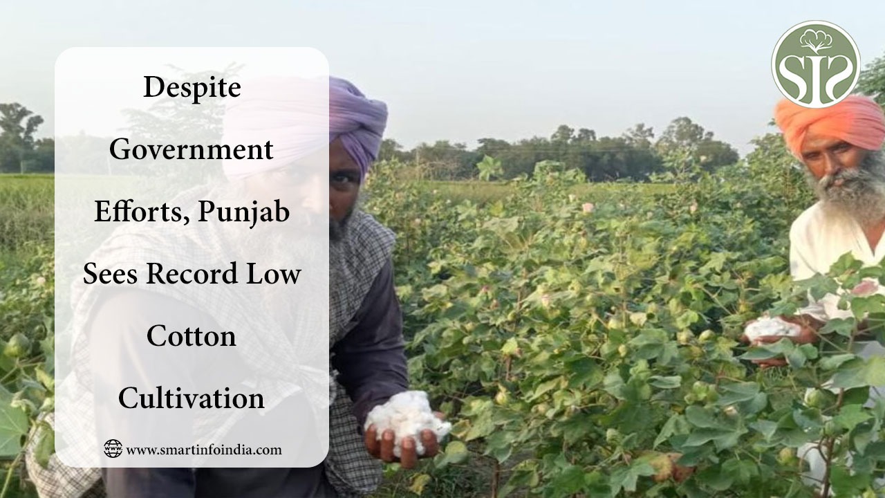 Despite Government Efforts, Punjab Sees Record Low Cotton Cultivation