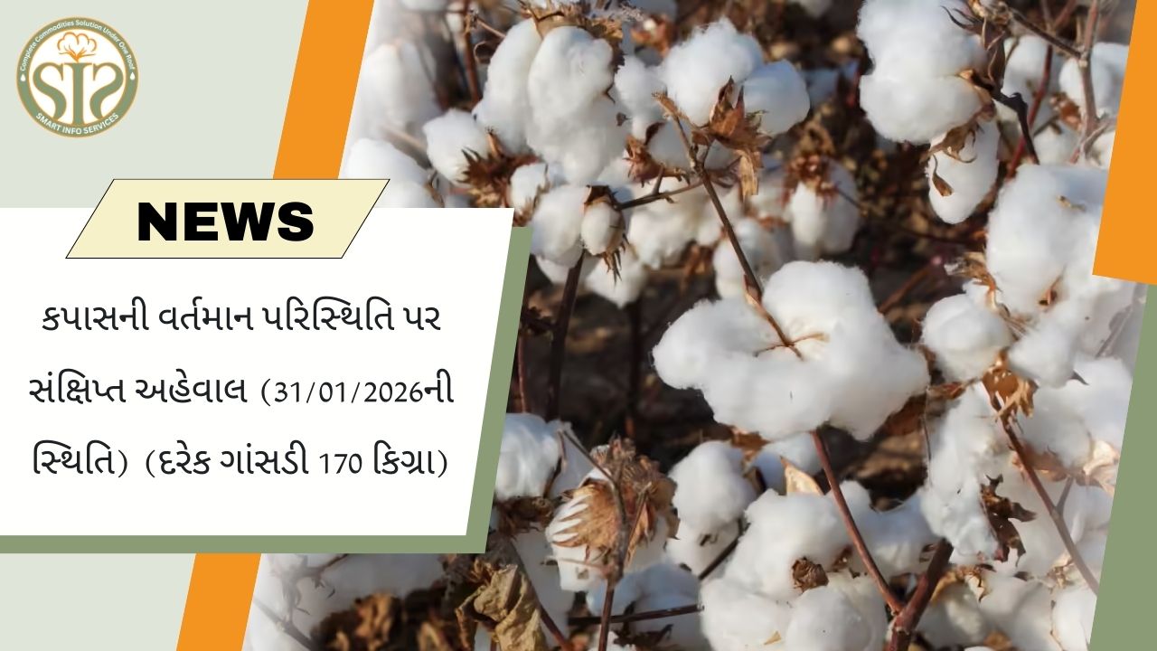 કોટન સ્ટોક અને માર્કેટ પોઝિશન – 31 જાન્યુઆરી 2026