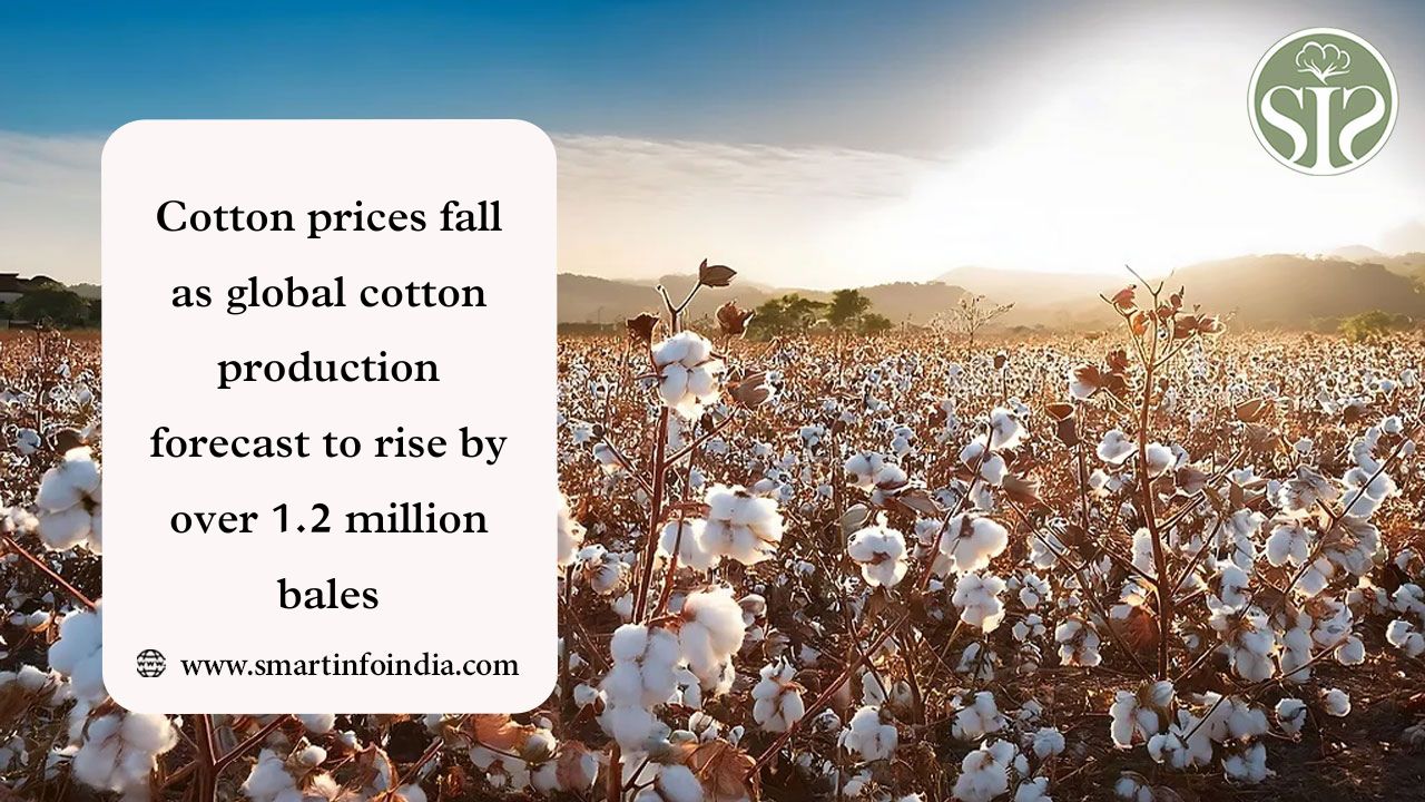 Cotton prices fall as global cotton production forecast to rise by over 1.2 million bales