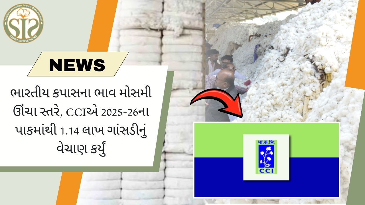 2025-26માં કપાસના ભાવ મોસમી ઊંચા, CCIએ 1.14 લાખ ગાંસડી વેચી