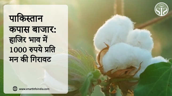 पाकिस्तान :कपास बाजार: हाजिर भाव में 1000 रुपये प्रति मन की गिरावट