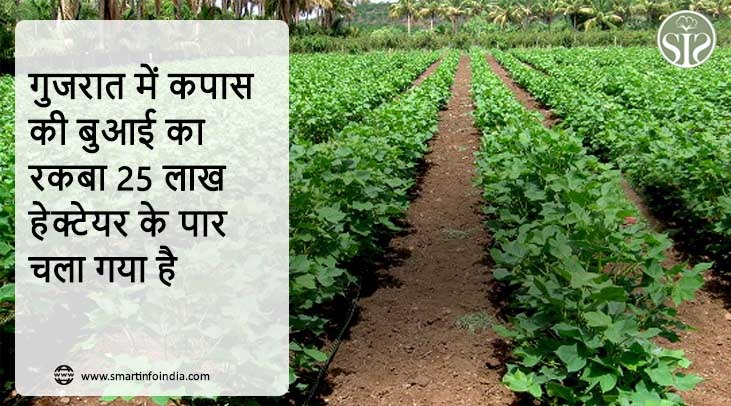 गुजरात में कपास की बुआई का रकबा 25 लाख हेक्टेयर के पार चला गया है