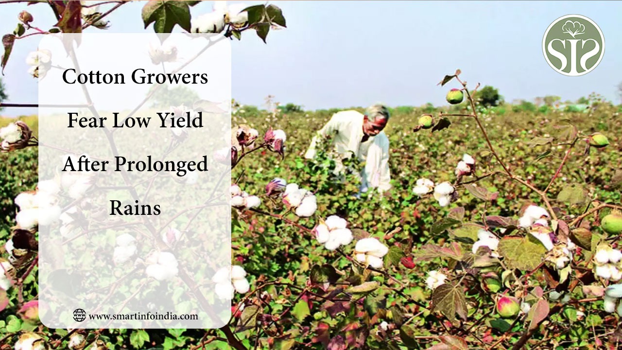 Cotton Growers Fear Low Yield After Prolonged Rains
