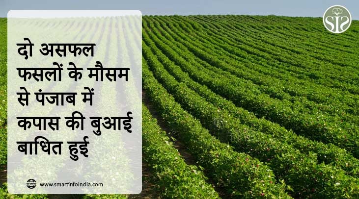 Cotton sowing disrupted in Punjab due to two failed crop seasons