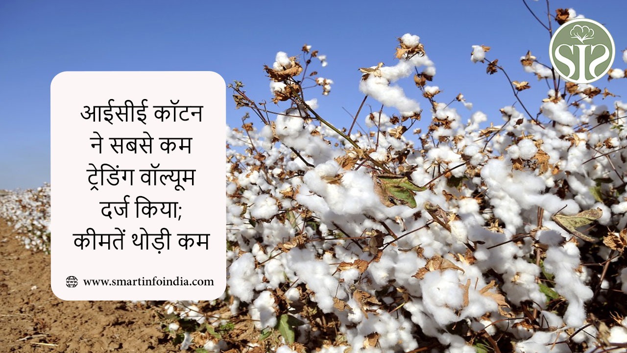 आईसीई कॉटन ने सबसे कम ट्रेडिंग वॉल्यूम दर्ज किया; कीमतें थोड़ी कम