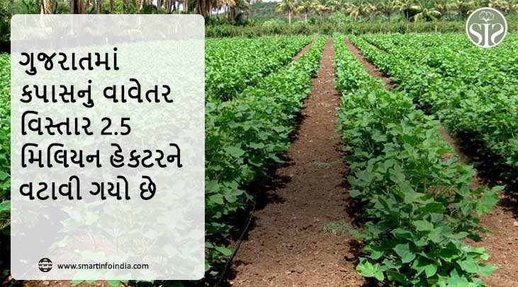 ગુજરાતમાં કપાસનું વાવેતર વિસ્તાર 2.5 મિલિયન હેક્ટરને વટાવી ગયો છે